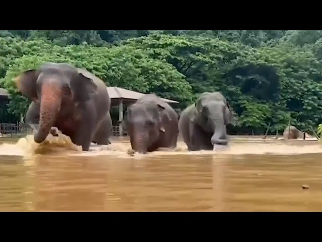 ⁣Around 100 elephants rescued from floods in northern Thailand