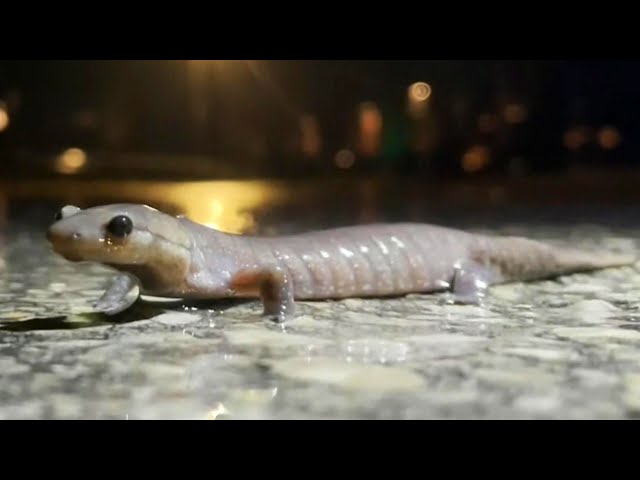 ⁣Endangered salamanders prompt nightly closure of Ontario road