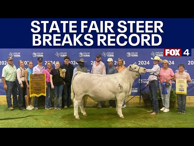 ⁣Grand Champion steer crowned at Big Tex Youth Livestock Auction