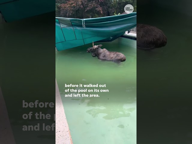 ⁣WATCH: Police free moose trapped under a pool tarp #Shorts