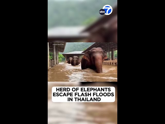 ⁣Herd of elephants escape flash floods in Thailand