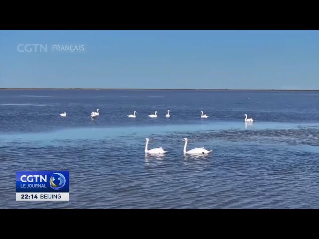 ⁣Multiplication des oiseaux rares dans la Réserve naturelle nationale du delta du fleuve Jaune