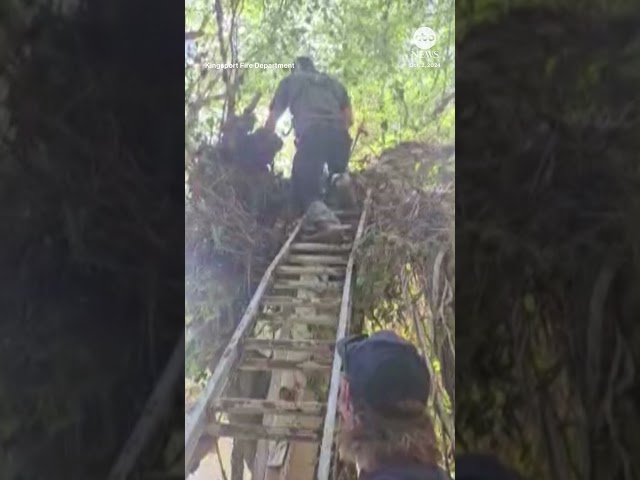 ⁣Firefighters rescue dog stranded in tree after Helene