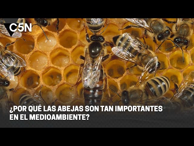 ⁣¿Por qué las ABEJAS son CLAVE para el MEDIOAMBIENTE?