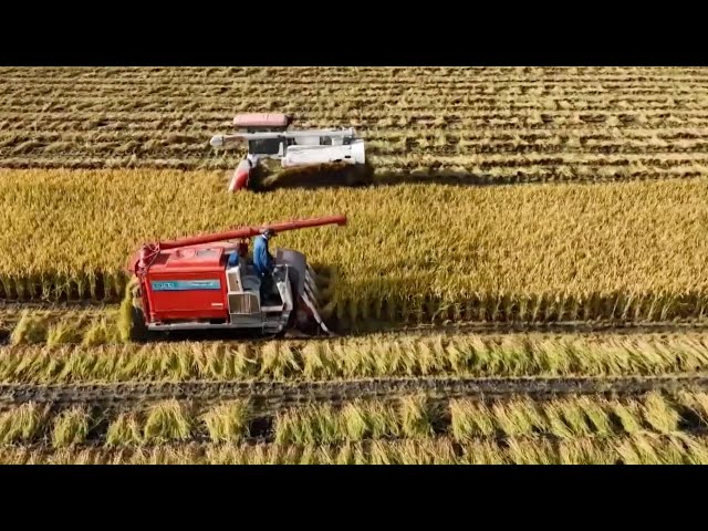 ⁣Science in Modernization: China boosts food security with tech breakthroughs in agriculture