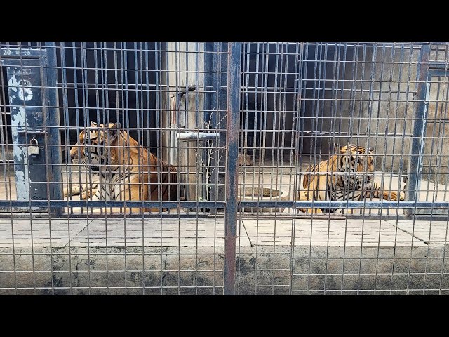 ⁣Bird flu outbreak leaves tigers dead at Vietnam zoo