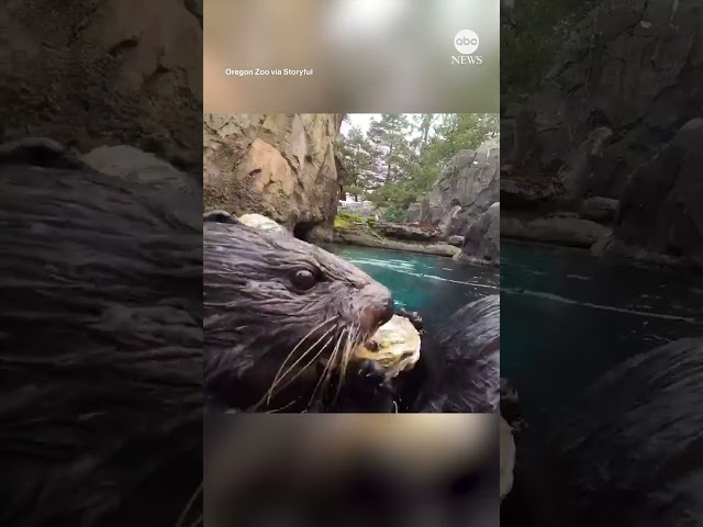 ⁣Adorable otters dine on shellfish at Oregon Zoo