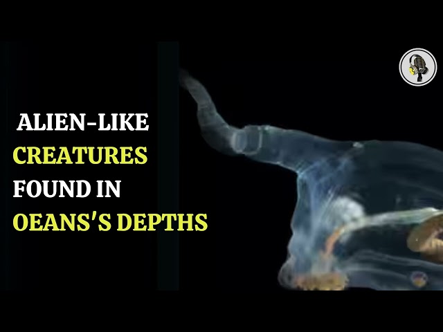 ⁣Alien Like Creatures Found In Ocean's Depths  | WION Podcast