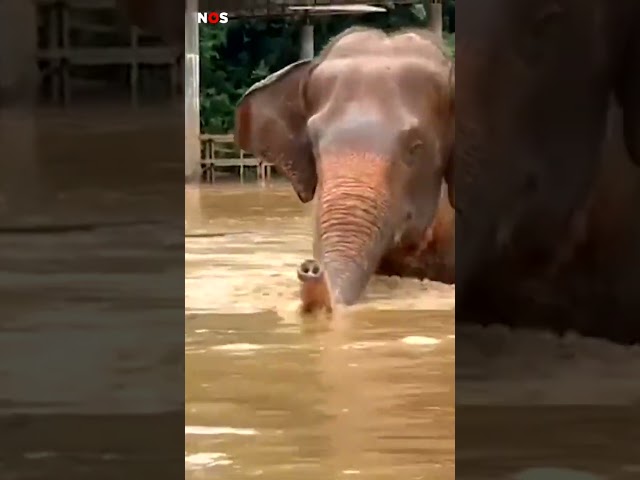 ⁣Blinde olifant wordt geholpen door zijn soortgenoten tijdens overstromingen