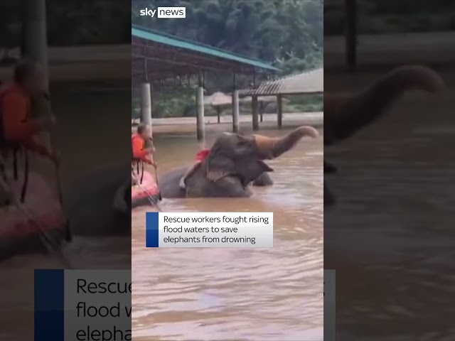 ⁣Elephants rescued from rising flood waters in Thailand