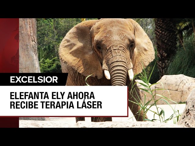 Elefanta Ely recibe terapia láser para mejorar su salud