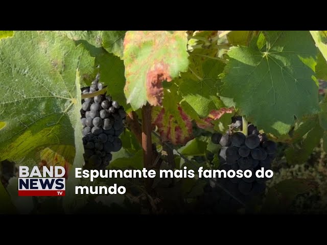 ⁣Época de colheita de uvas para produzir champanhe | BandNews TV