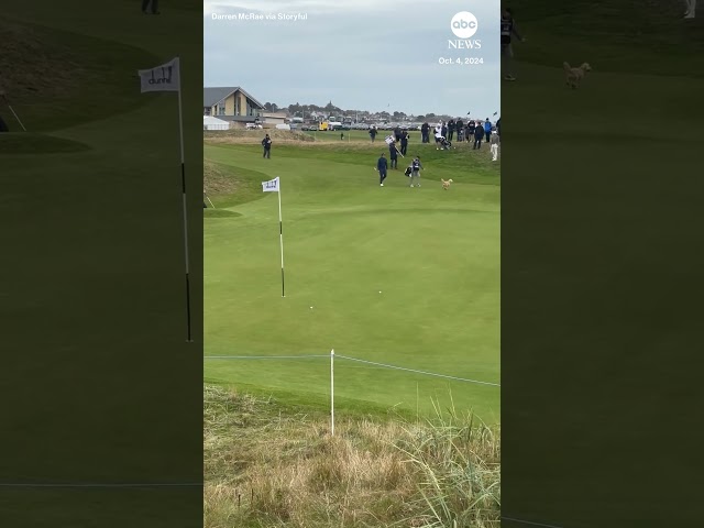 ⁣Dog decides to play fetch with golfer's ball