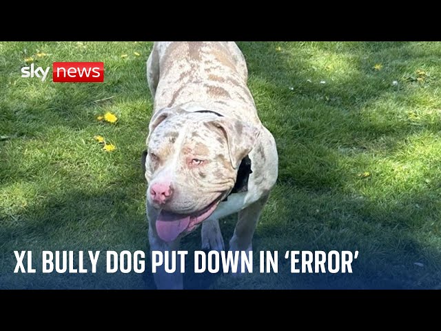 ⁣Owner of XL bully put down in 'error' by police was waiting for call to bring dog home