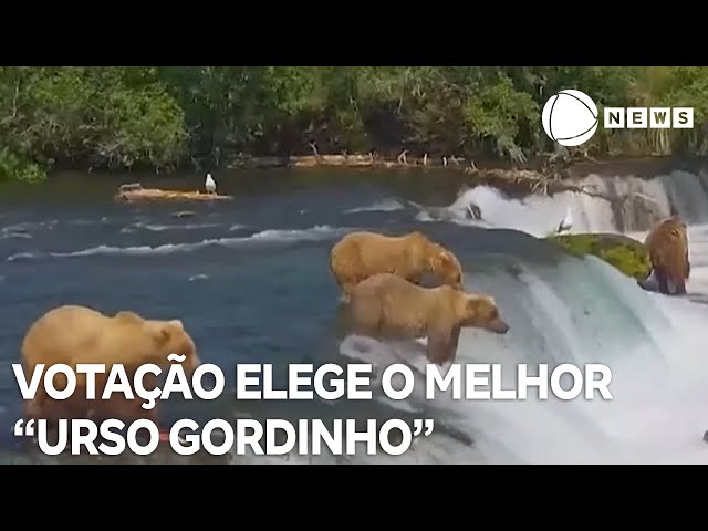 ⁣Concurso elege o melhor "urso gordinho" da temporada