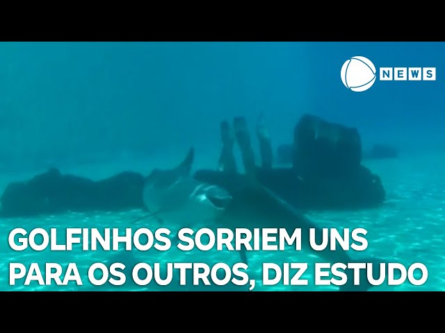 ⁣Pesquisa conclui que golfinhos podem sorrir uns para os outros