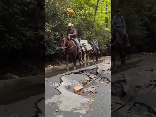 ⁣Mule carries insulin to North Carolina patient after Helene damages roads #shorts