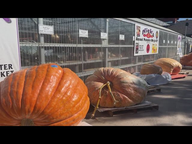 ⁣Colorado firefighter breaks state record for largest pumpkin -- the first one over 1 ton