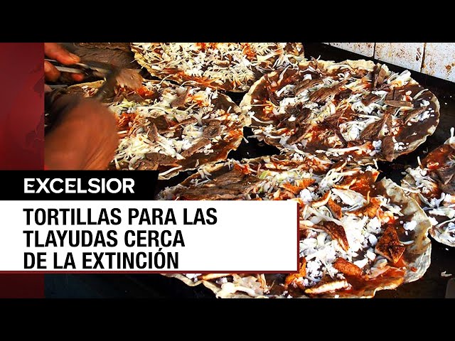 ⁣Tortillas para las tlayudas en posible peligro de extinción