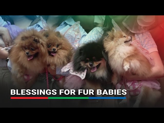 ⁣Filipinos dress pets in Sunday best for blessings on World Animal Day