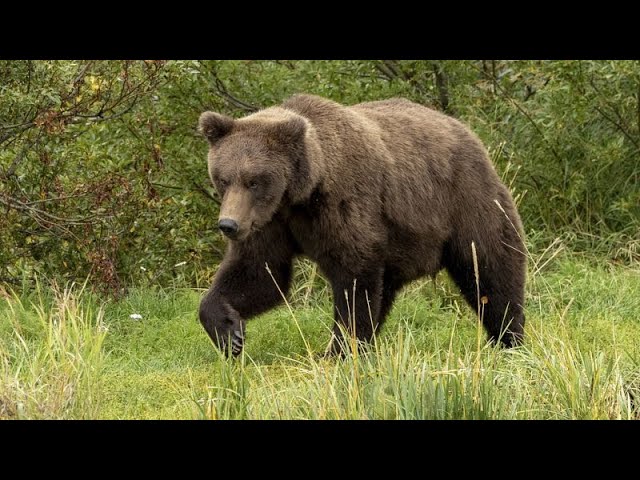 ⁣Pilzsammler von Bär getötet