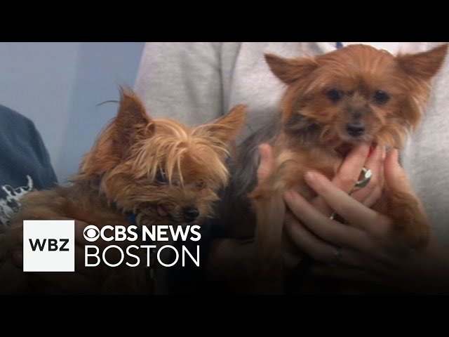 ⁣Pet Parade: Two bonded dogs are looking to be adopted together