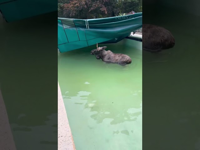 ⁣Police free moose trapped under pool tarp