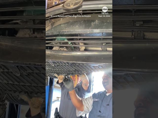 ⁣Dog rescued from car grille