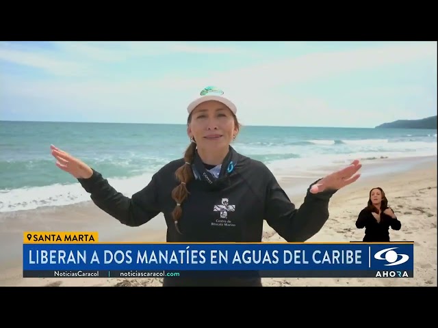 ⁣Dos manatíes fueron liberados en el Caribe: hermoso momento