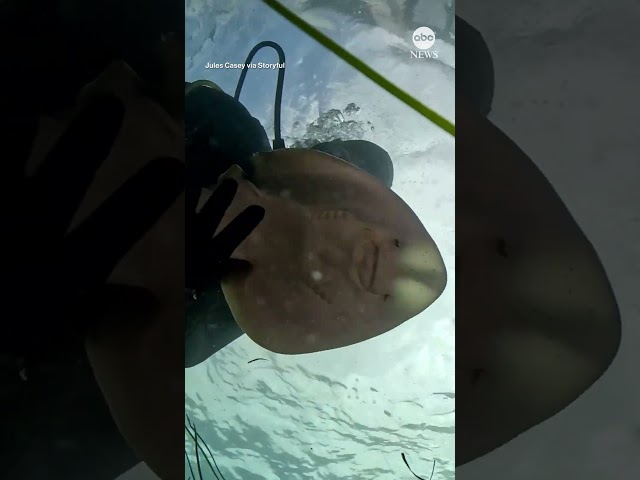 ⁣Off the hook: Diver frees ray from fishing line