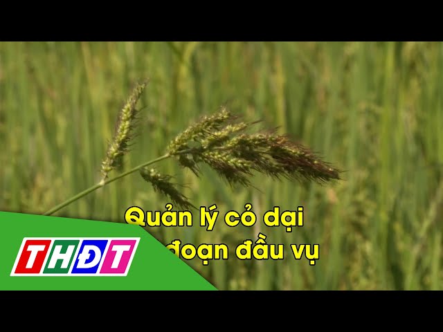 ⁣Quản lý cỏ dại giai đoạn đầu vụ | Syngenta Thông tin nông nghiệp - 6/10/2024 | THDT