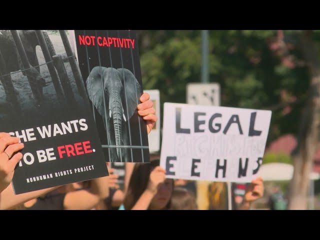 ⁣Animal rights activists protest for elephants ahead of Colorado Supreme Court hearing