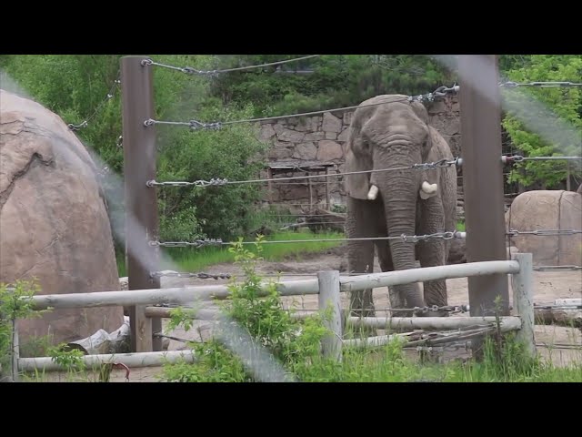 ⁣Colorado Supreme Court to hear case on elephants' rights, captivity at zoo