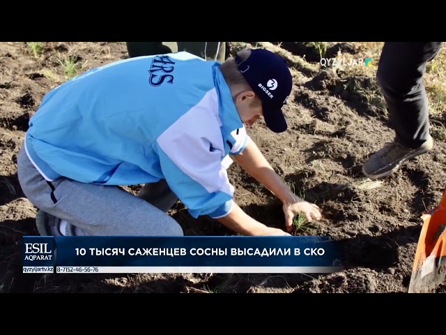 ⁣10 тысяч саженцев сосны высадили в СКО