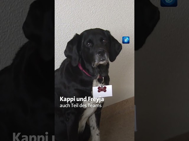 ⁣Krankenhaus in Island: Helfer auf vier Pfoten #hunde #krankenhaus #tagesschau #shorts