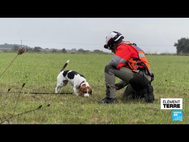 ⁣France : des chiens capables de détecter l'eau potable • FRANCE 24