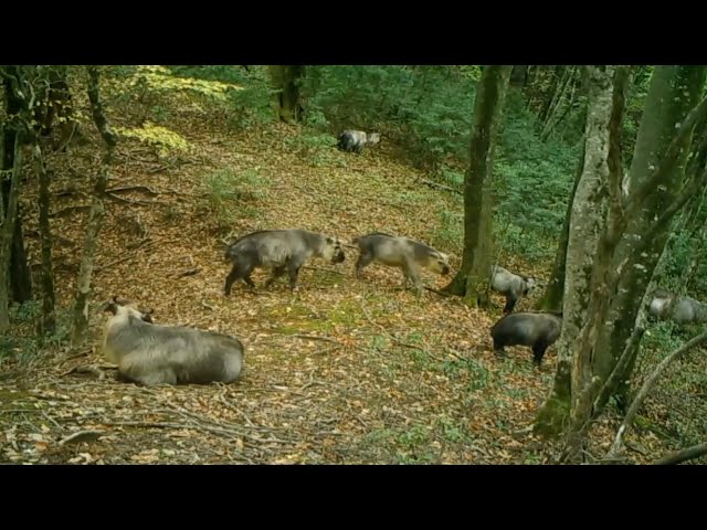 ⁣Rare footage of Sichuan takin family spotted in China's Gansu Province