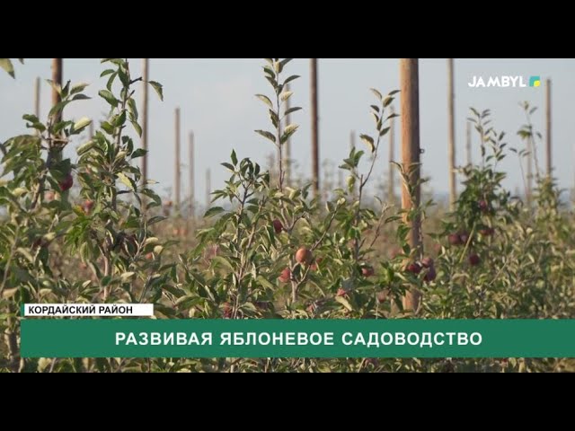 ⁣Развивая яблоневое садоводство