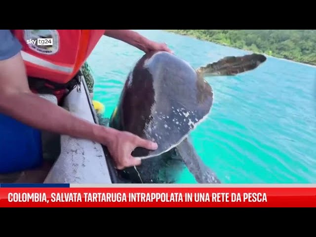 ⁣Colombia, salvata tartaruga intrappolata in rete da pesca