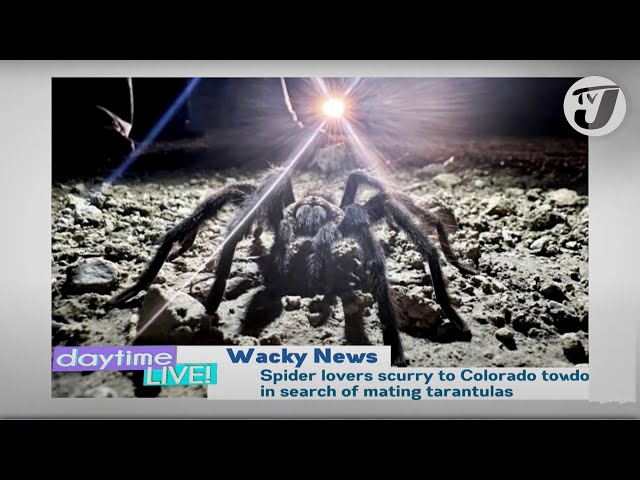 ⁣Spider Lovers Scurry to Colorado Town in Search of Mating Tarantulas | TVJ Daytime Live