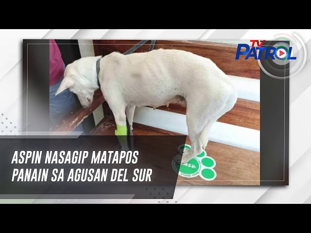 ⁣Aspin nasagip matapos panain sa Agusan Del Sur | TV Patrol