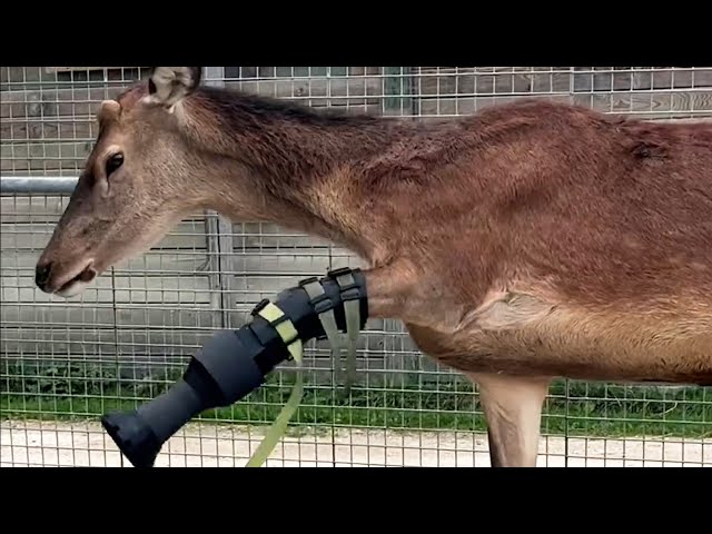 ⁣Sauvé d'une tumeur, le cerf de Bambi marche avec une prothèse