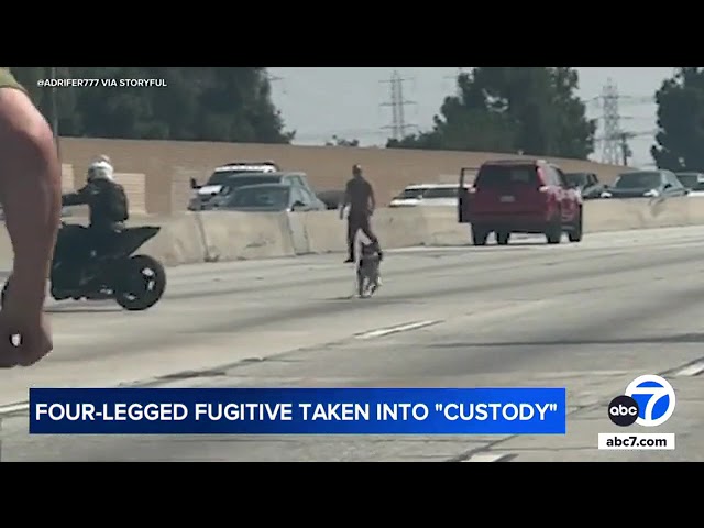 ⁣Runaway dog shuts down 91 Freeway in Long Beach