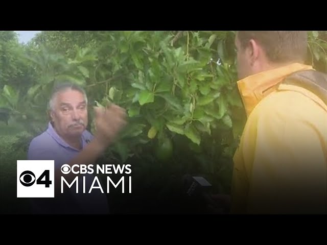 ⁣South Florida farmers protect crops ahead of Milton