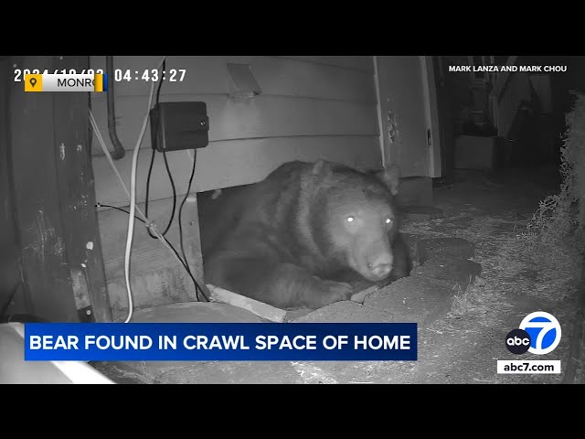 ⁣Bear squeezes into Monrovia home's crawl space