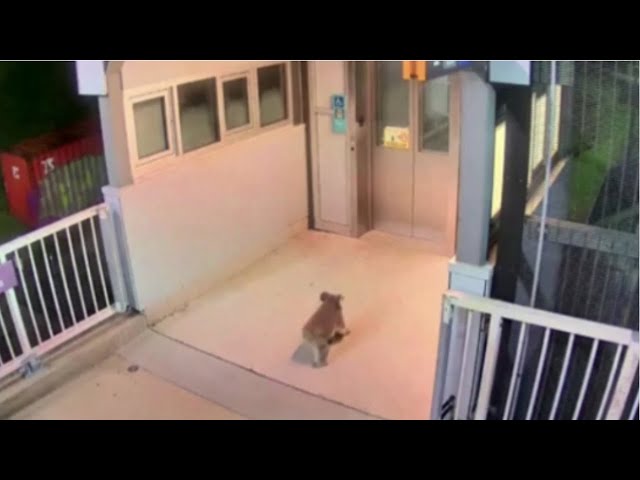 ⁣WATCH: Adorable koala's train station adventure thwarted by police