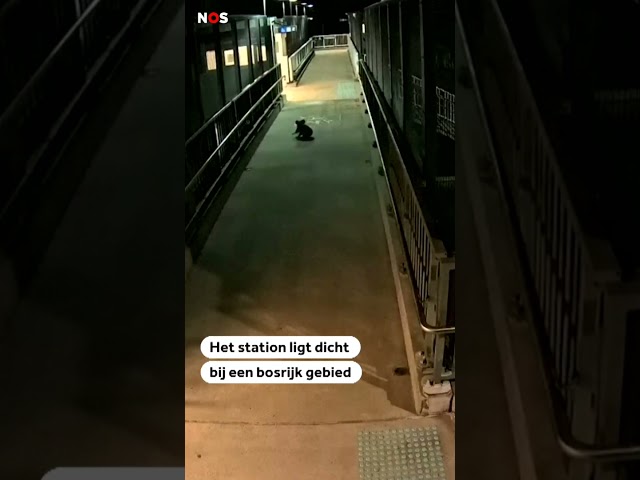 ⁣Koala is spoor bijster