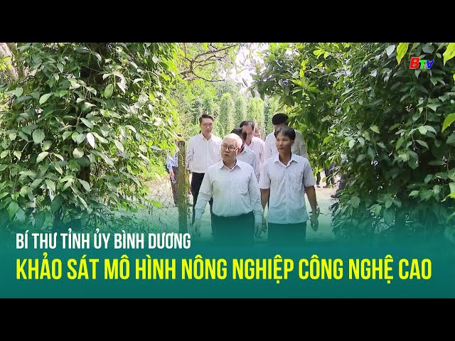 ⁣Bí thư Tỉnh ủy Bình Dương khảo sát mô hình nông nghiệp công nghệ cao