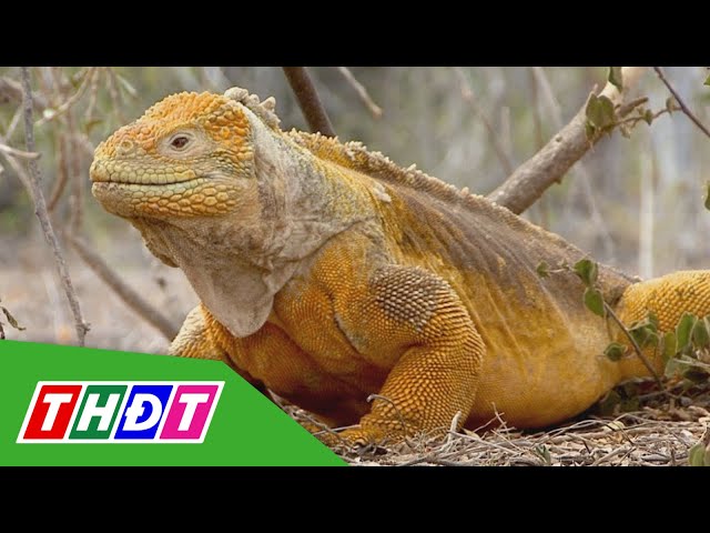 ⁣Loài cự đà vàng ở Galapagos tránh nguy cơ tuyệt chủng | THDT