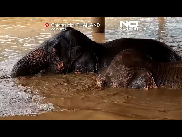 ⁣Les éléphants victimes des inondations en Thaïlande